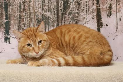 Timmy — thumbnail 2