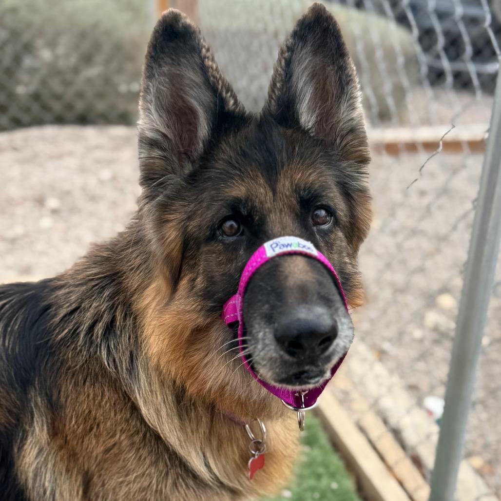 Mia, Adoptable, Senior Female German Shepherd Dog.