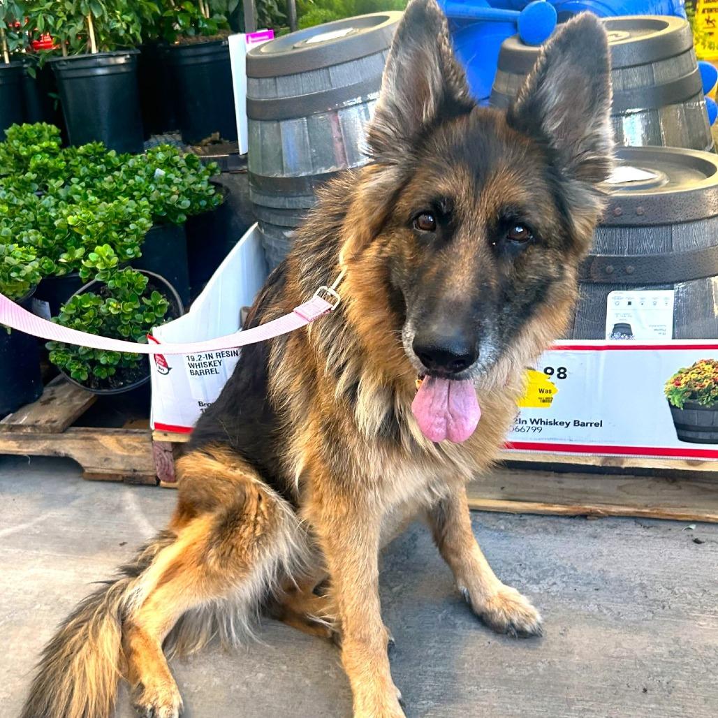 Enlarge Mia, a Adoptable German Shepherd Dog in Las Vegas, NV image 2/6