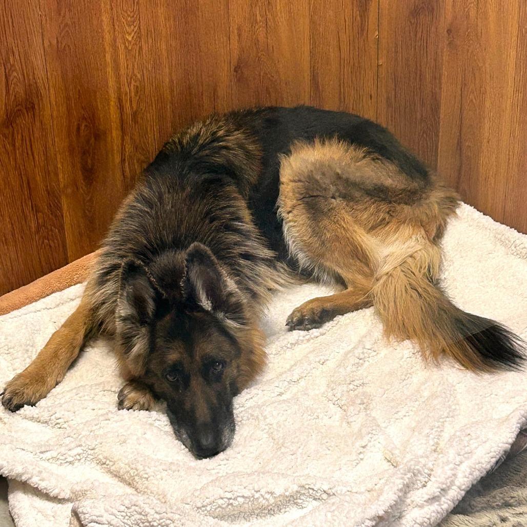 Enlarge Mia, a Adoptable German Shepherd Dog in Las Vegas, NV image 3/6