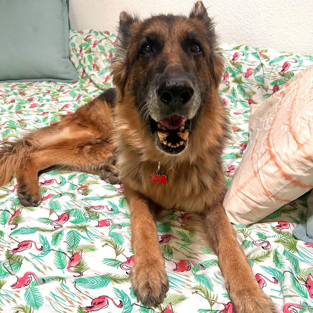 Enlarge Mia, a Adoptable German Shepherd Dog in Las Vegas, NV image 4/6