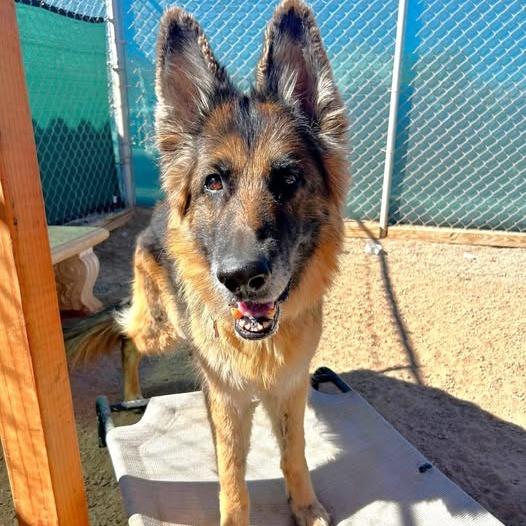 Enlarge Mia, a Adoptable German Shepherd Dog in Las Vegas, NV image 5/6