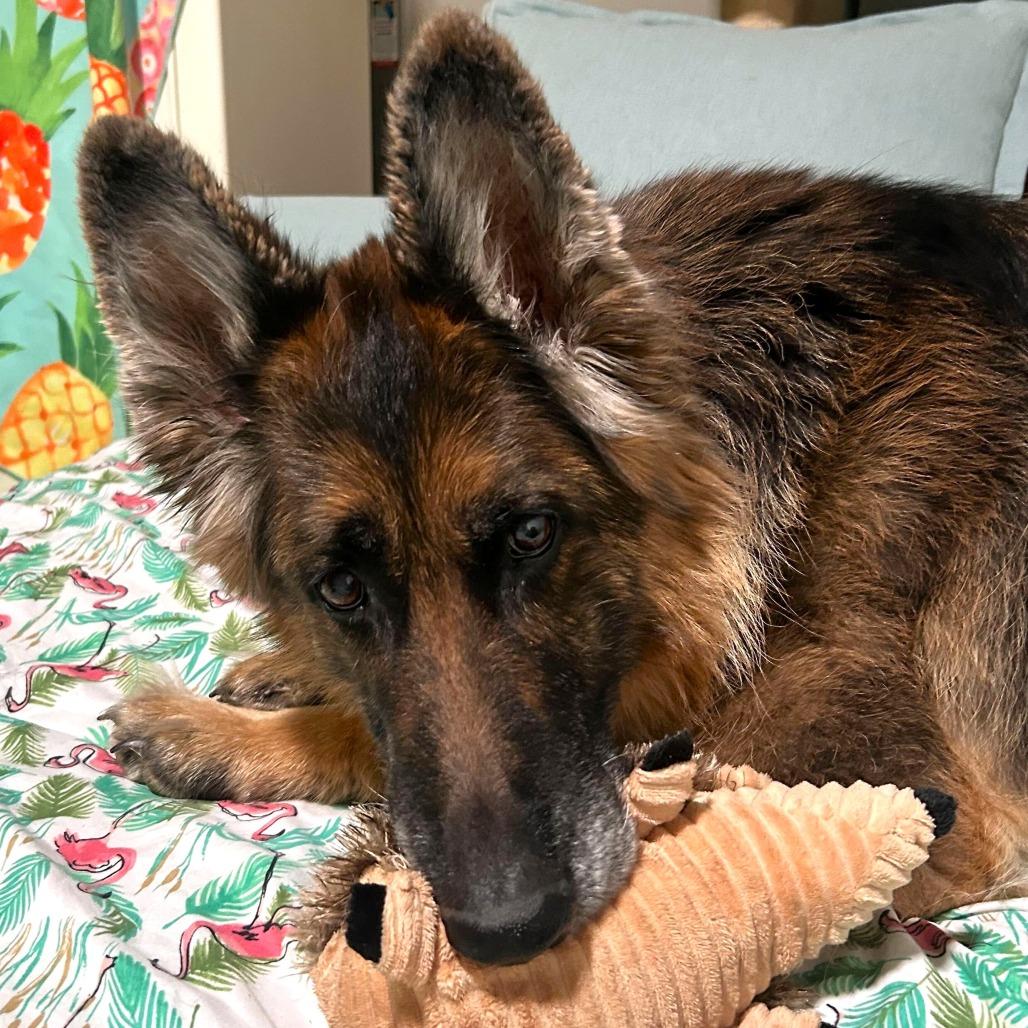 Enlarge Mia, a Adoptable German Shepherd Dog in Las Vegas, NV image 6/6