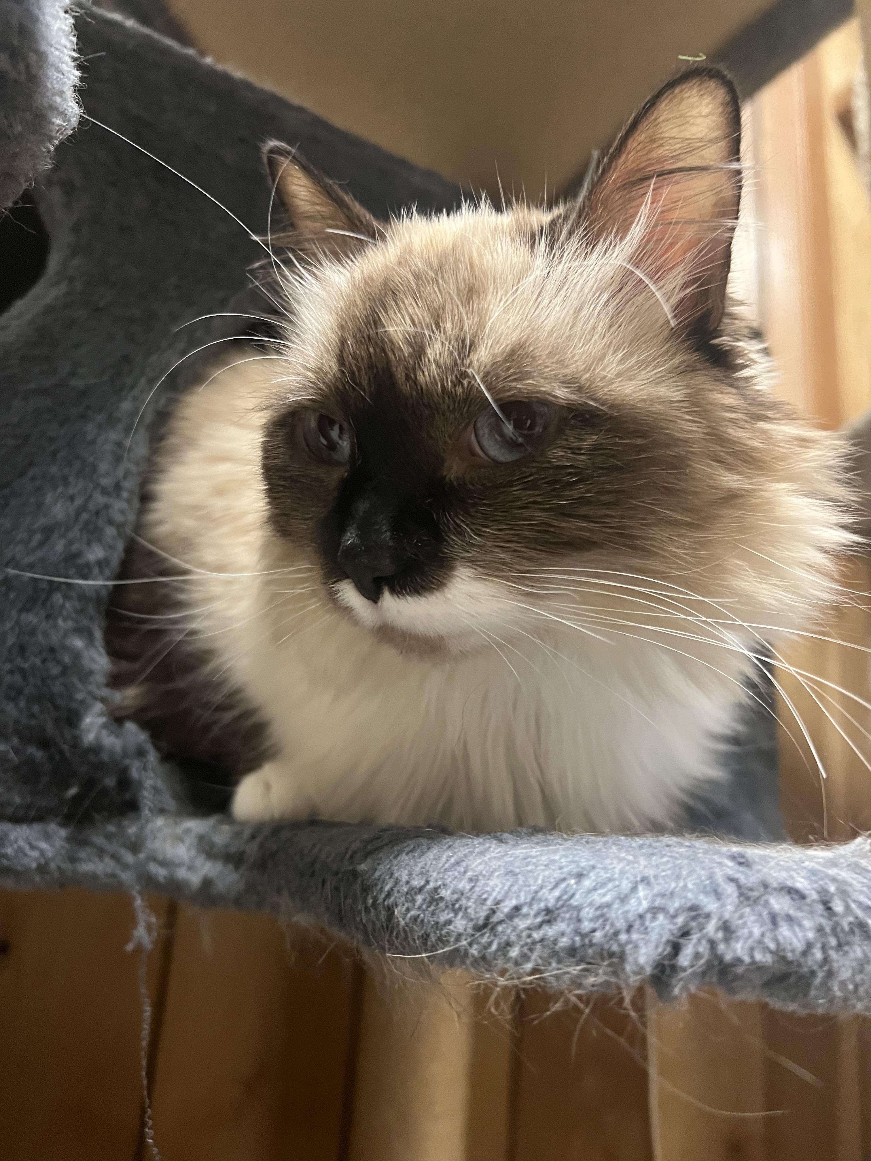 MOLLY, an adoptable Domestic Long Hair, Snowshoe in Spokane, WA, 99216 | Photo Image 1
