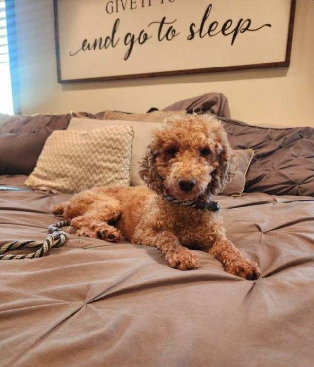 Mason, Adopted, Adult Male Poodle.