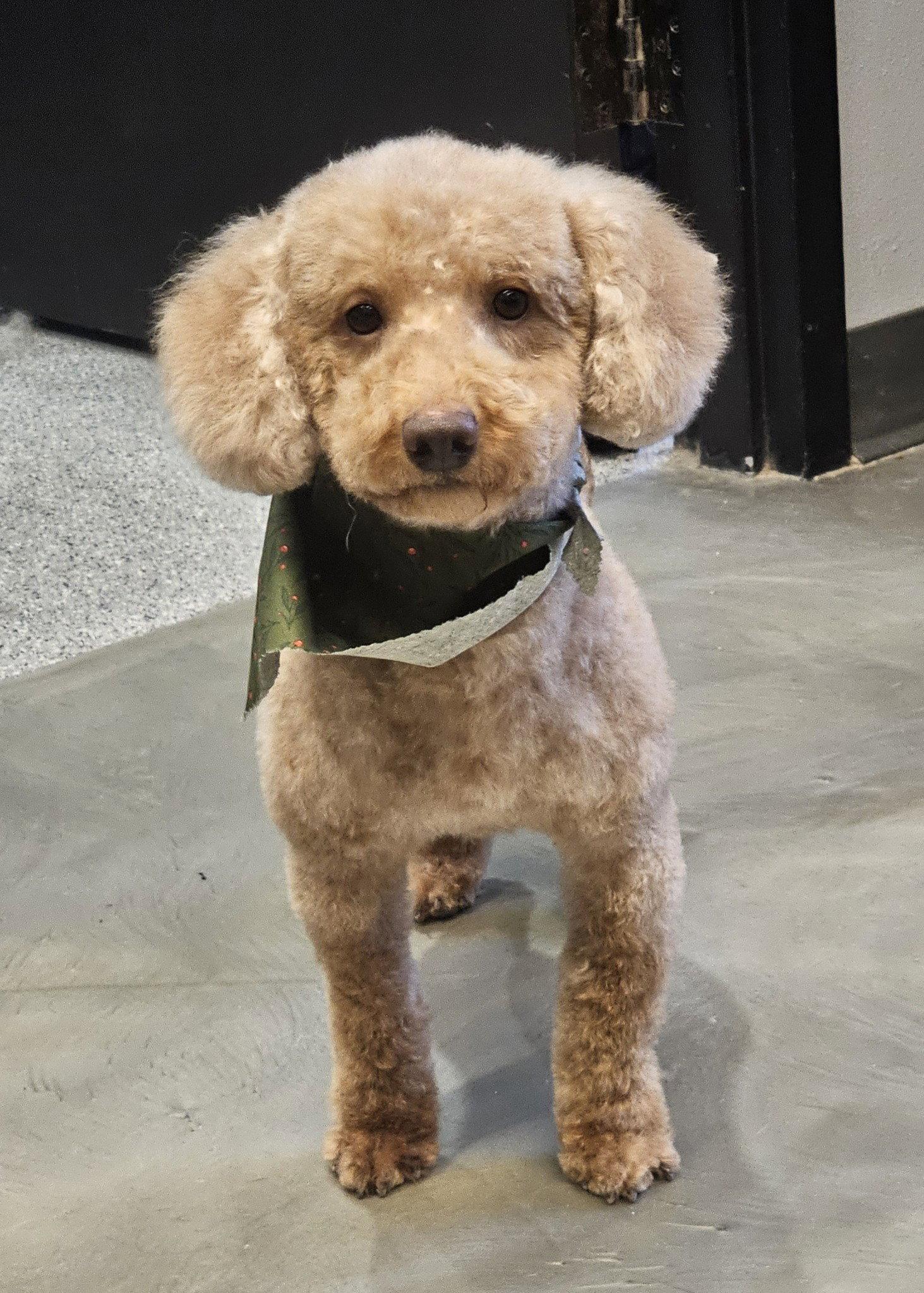Enlarge Mason, a Adopted Poodle in Sioux Falls, SD image 2/3