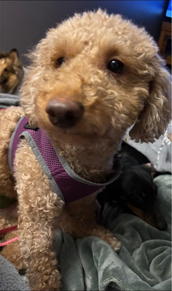 Enlarge Mason, a Adopted Poodle in Sioux Falls, SD image 3/3