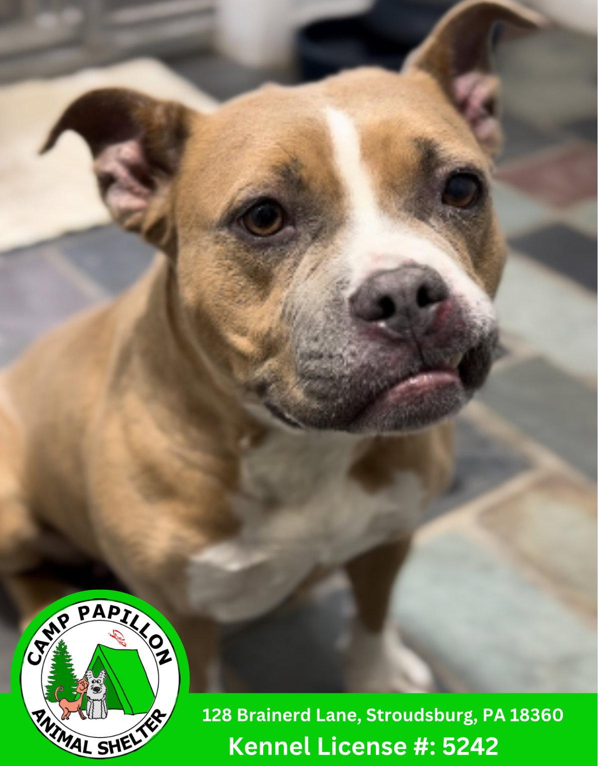 Karamel, Adopted, Young Female Mixed Breed.