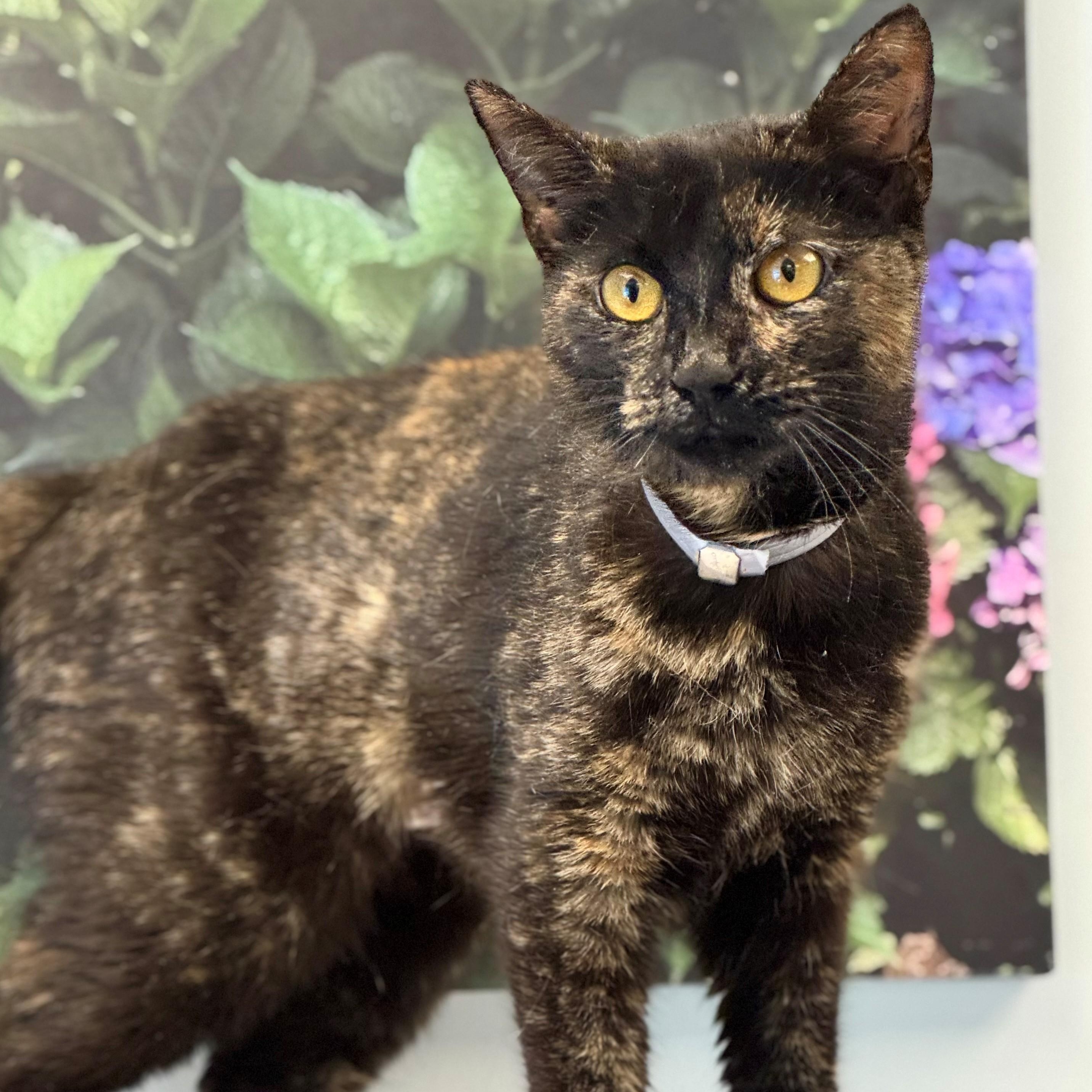 Vivian, adopted, Young Female Tortoiseshell.