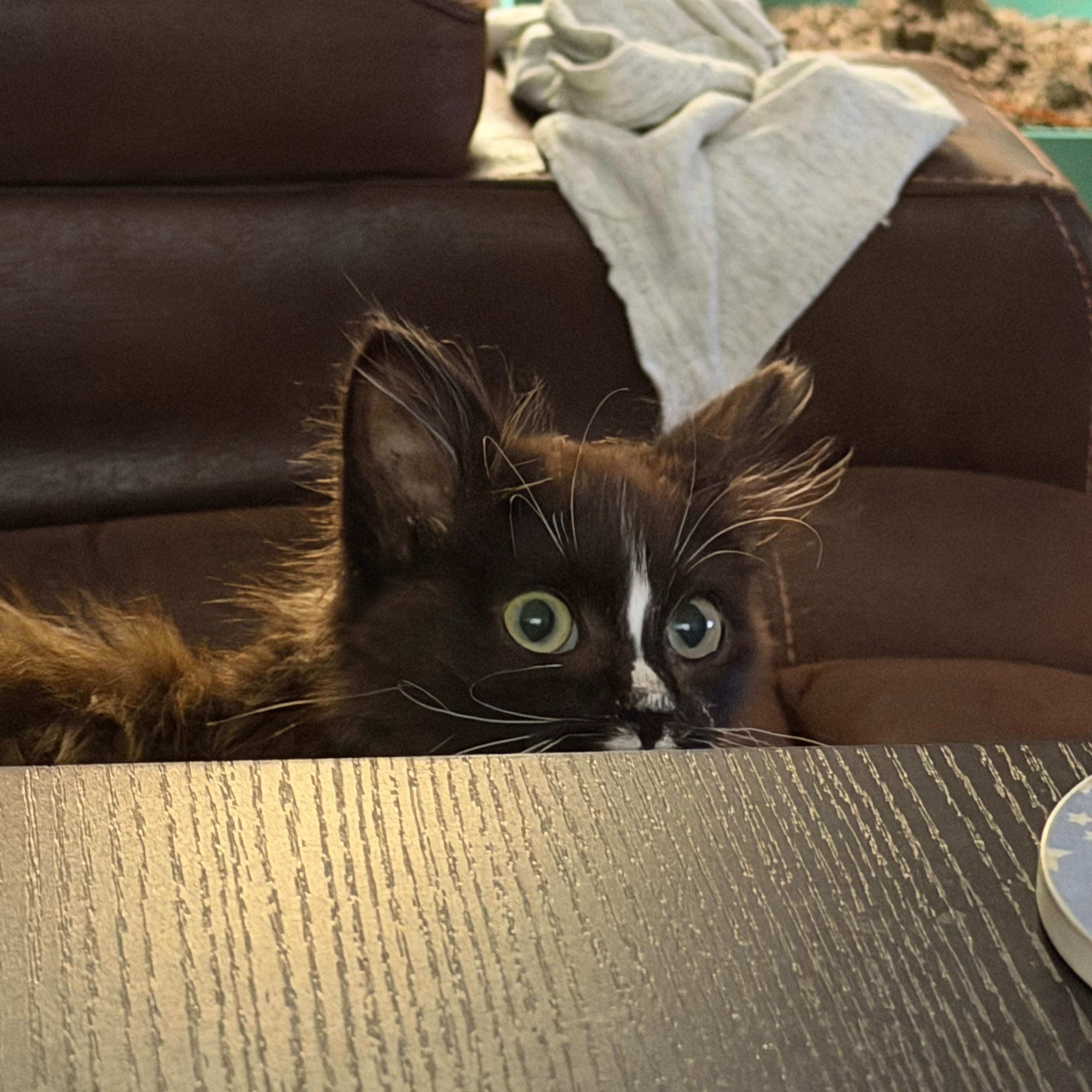 Enlarge Cocoa Puffs, an adopted Domestic Long Hair in Greenback, TN image 3/3