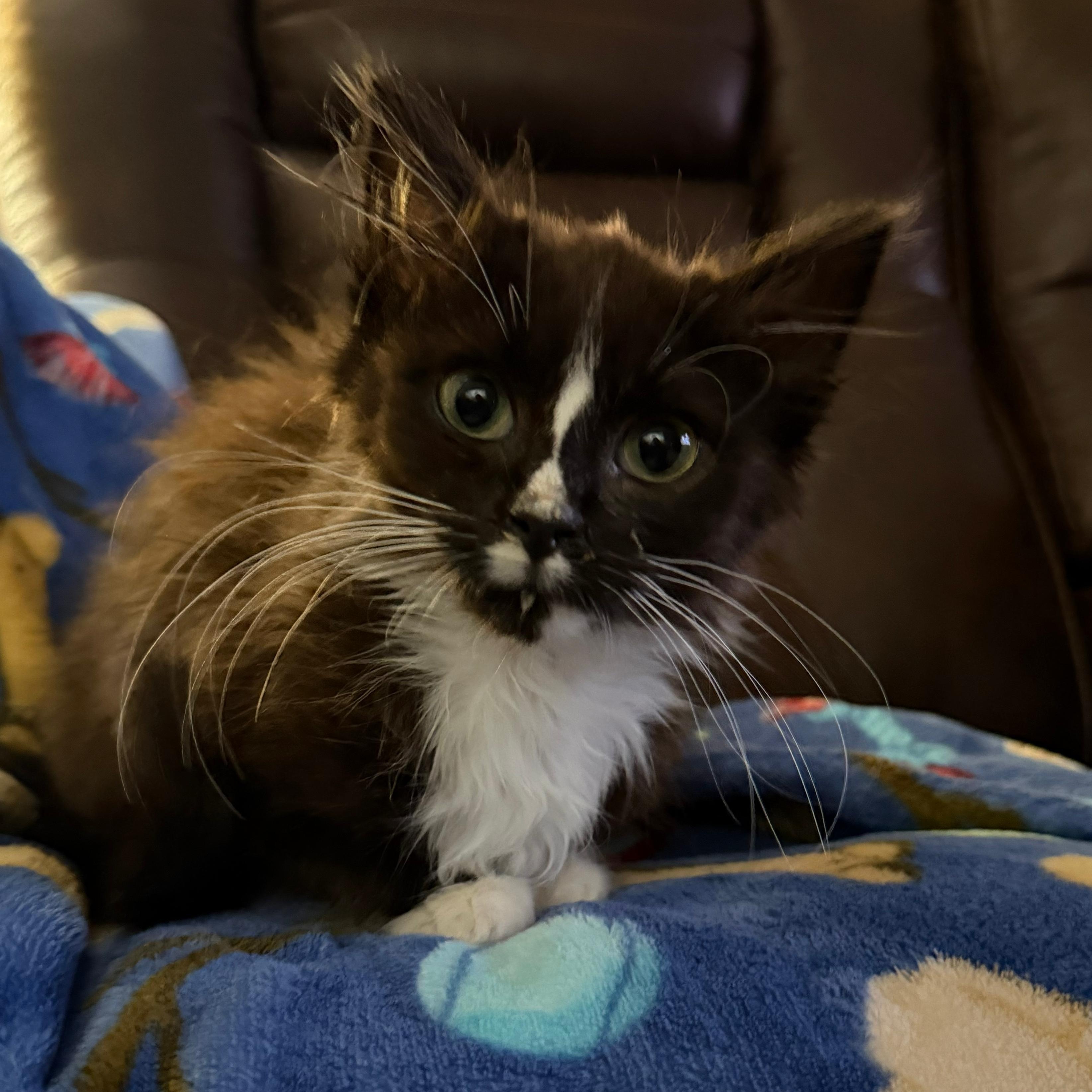 Enlarge Cocoa Puffs, an adopted Domestic Long Hair in Greenback, TN image 2/3