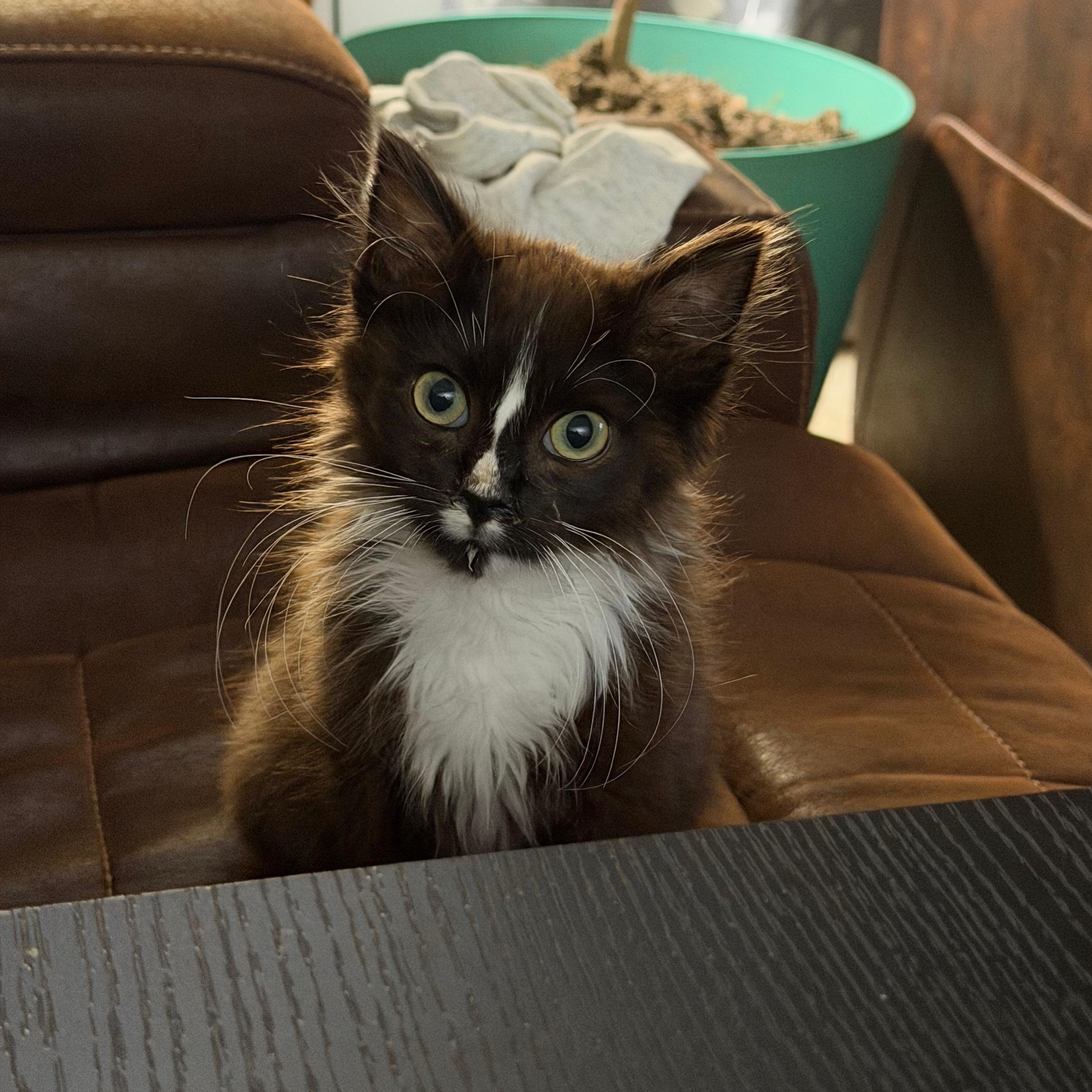 Cocoa Puffs, ADOPTABLE, Kitten Male Domestic Long Hair.