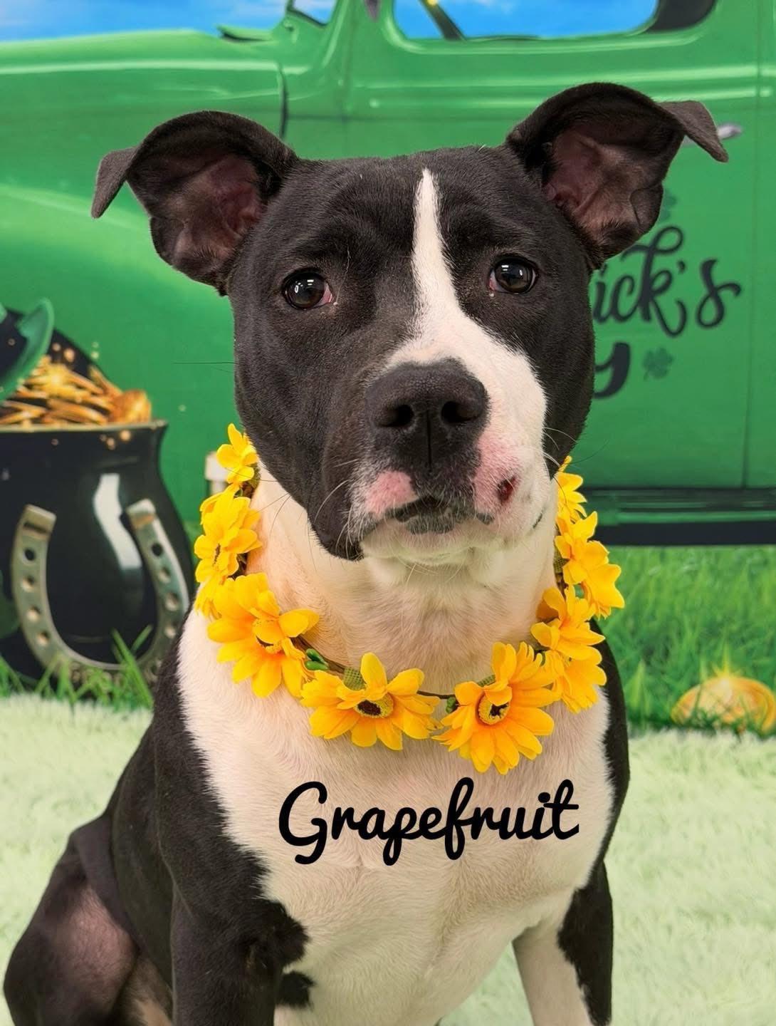 Enlarge Grapefruit, an adopted Mixed Breed in Flint, MI image 1/1