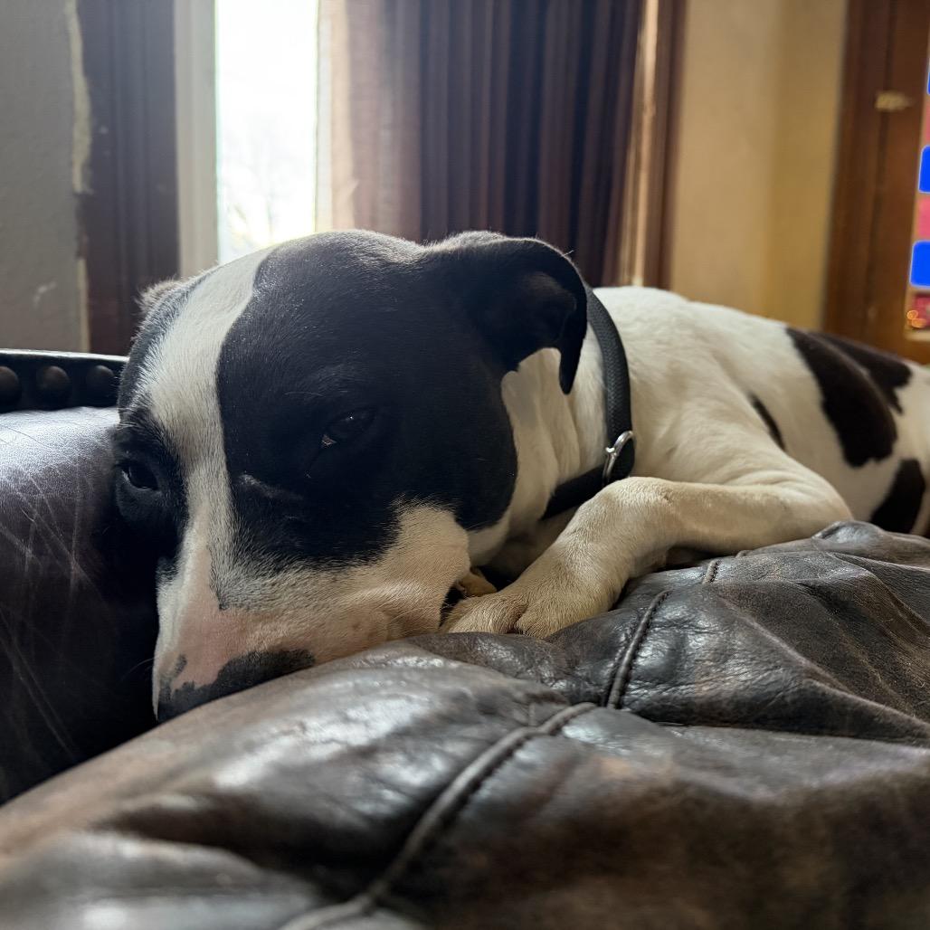 Enlarge Gemma, a Adoptable mixed breed in Pittsburg, KS image 1/4