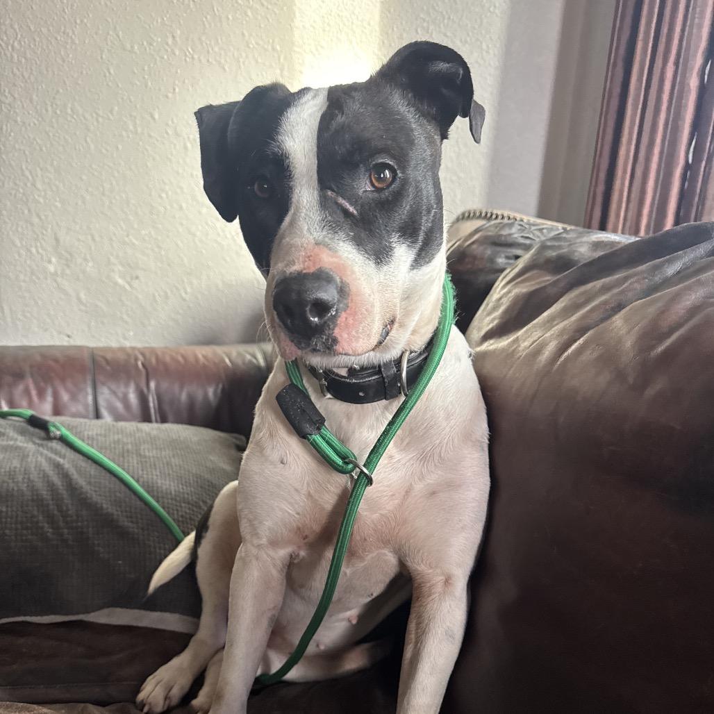 Enlarge Gemma, a Adoptable mixed breed in Pittsburg, KS image 3/4