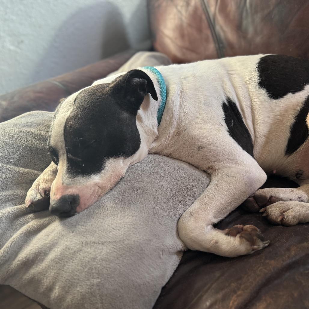 Enlarge Gemma, a Adoptable mixed breed in Pittsburg, KS image 4/4