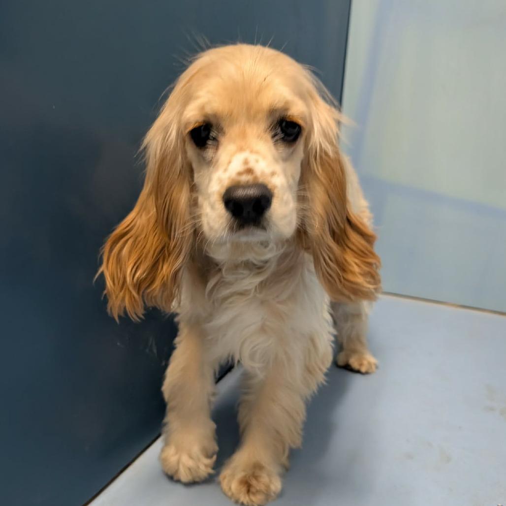 Enlarge Blonde, a Adoptable English Cocker Spaniel in Newton, IA image 1/1
