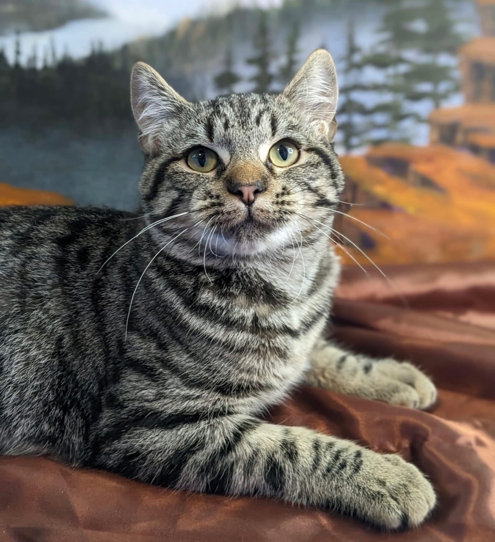 Stefani, Adopted, Young Female Domestic Short Hair.