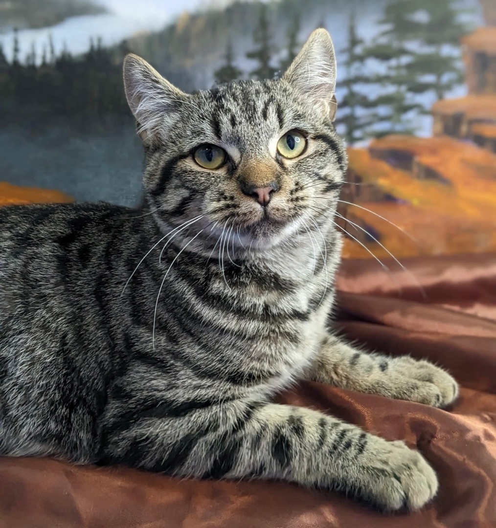 Stefani, a Adopted Domestic Short Hair in Jacksonville, TX image 2/4