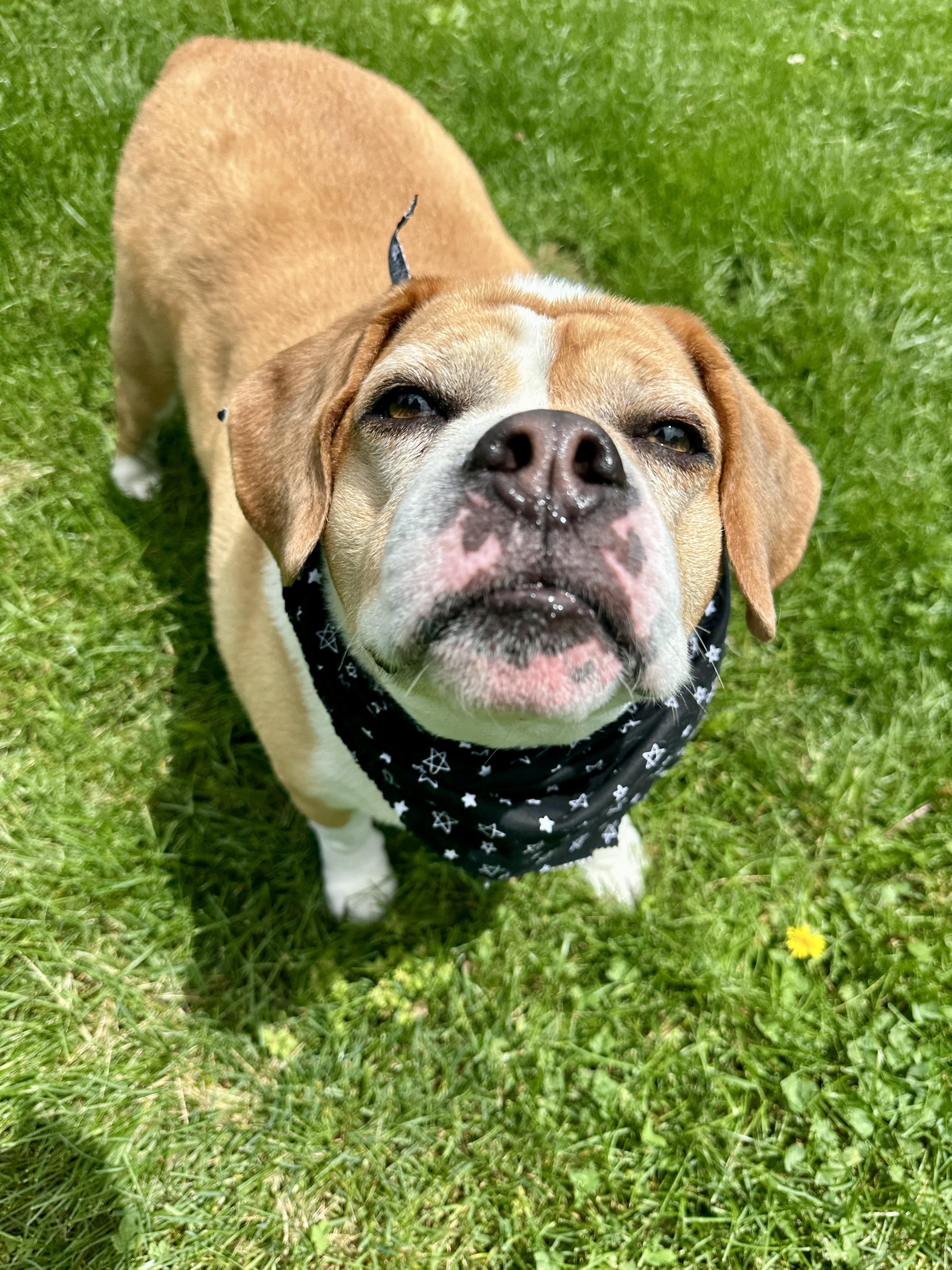 Marley, a ADOPTABLE mixed breed in Clinton, PA image 2/6