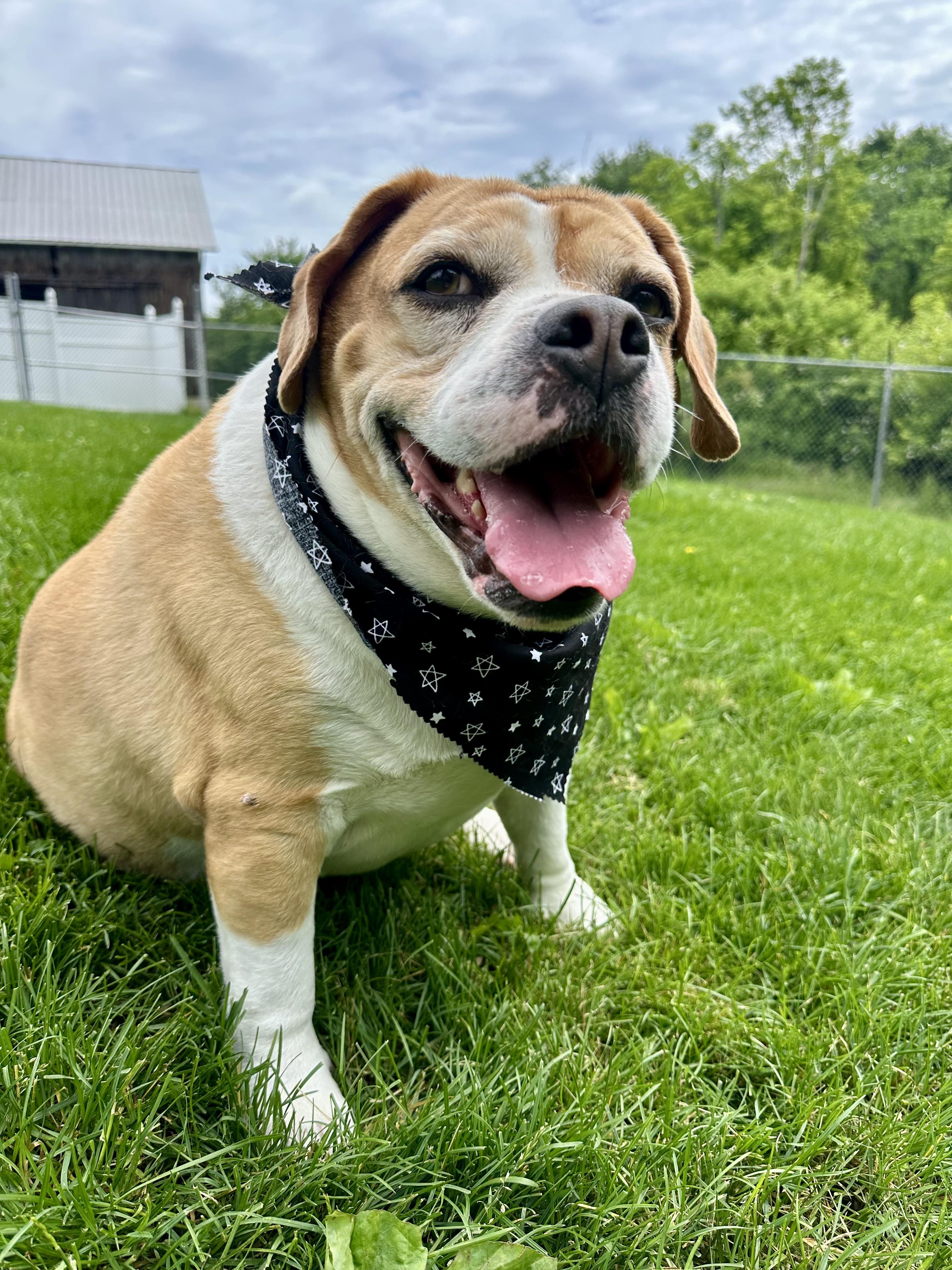Marley, a ADOPTABLE mixed breed in Clinton, PA image 5/6