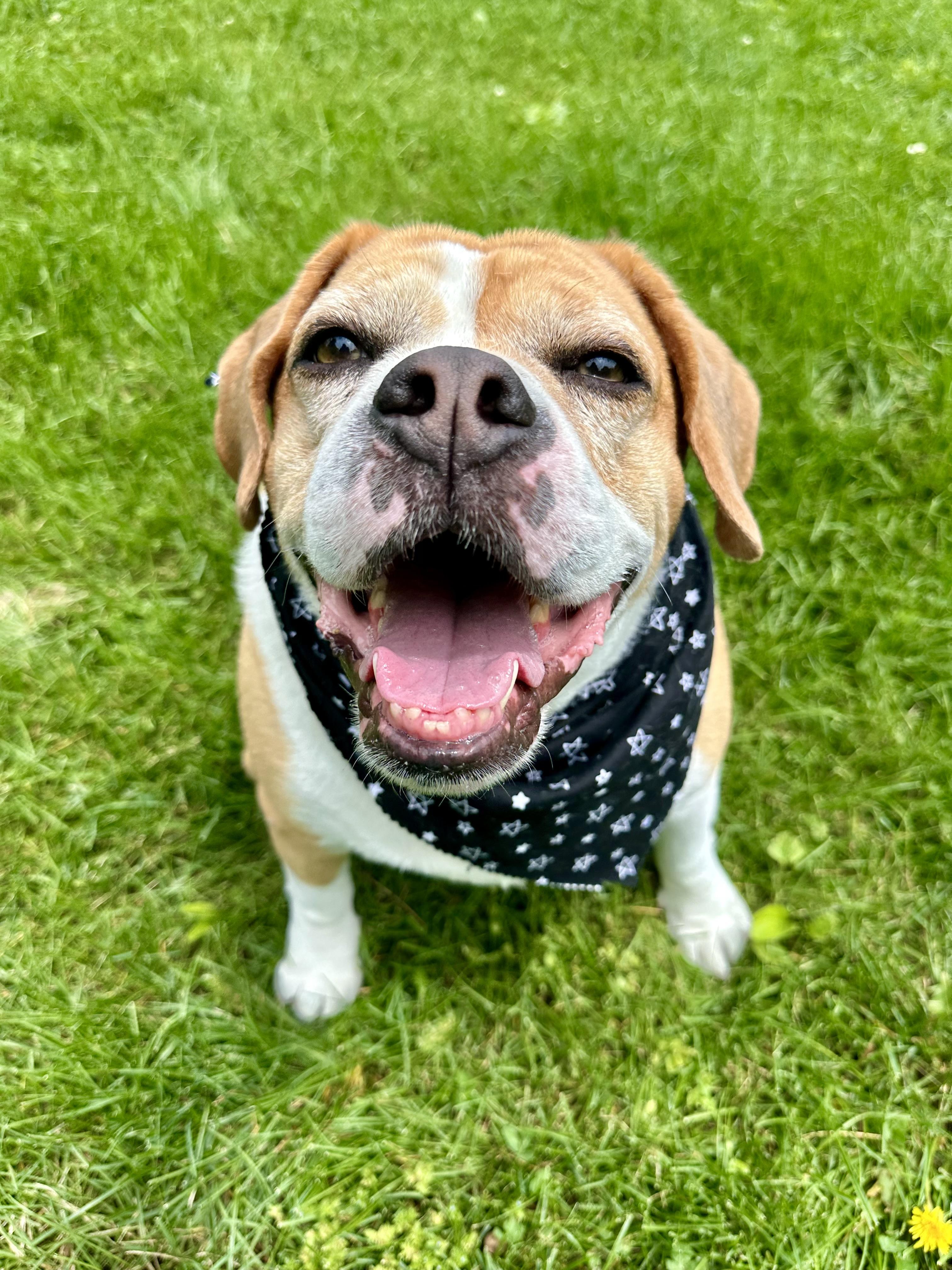 Marley, ADOPTABLE, Adult Male English Bulldog & Beagle.