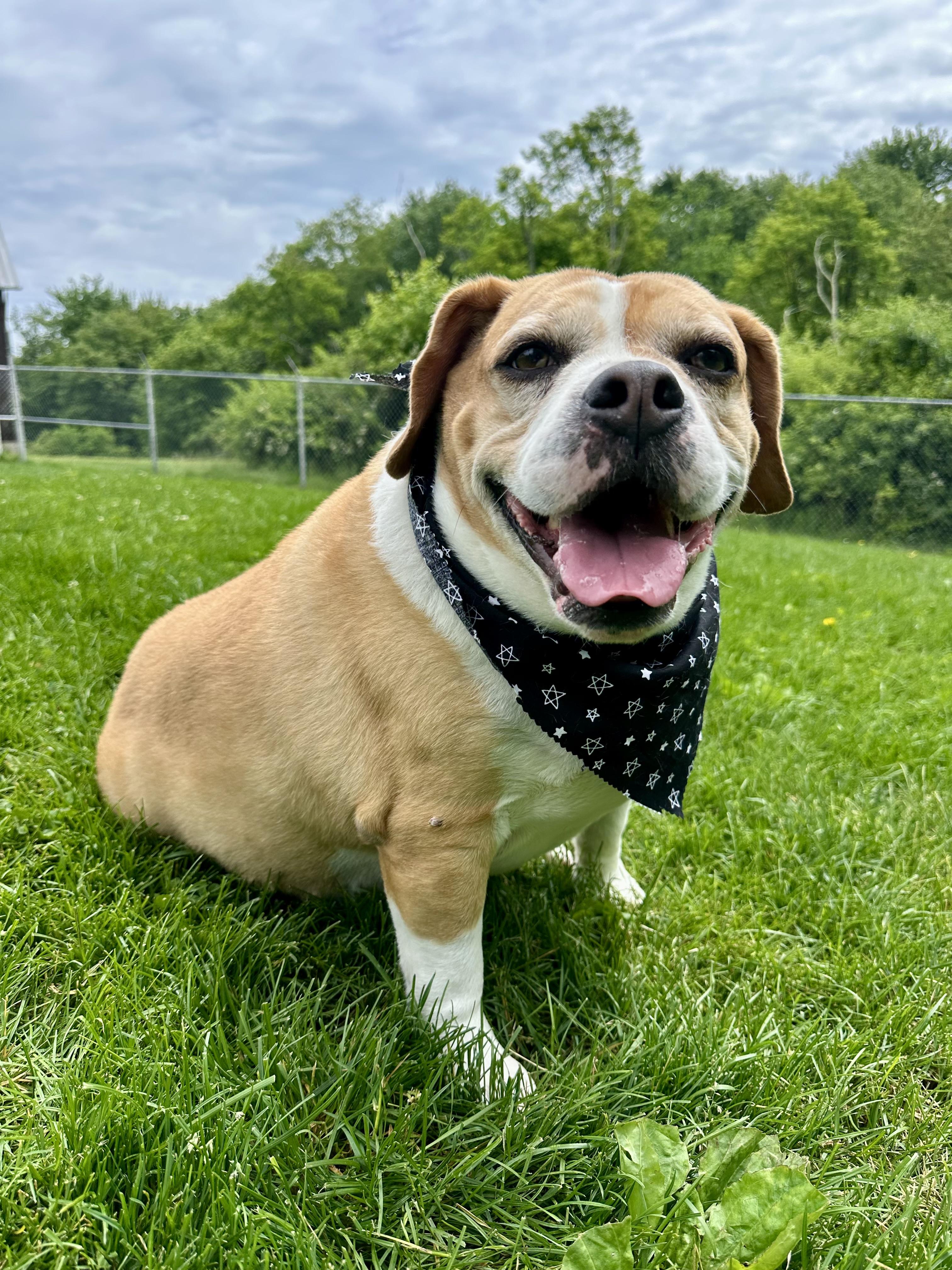 Marley, a ADOPTABLE mixed breed in Clinton, PA image 6/6