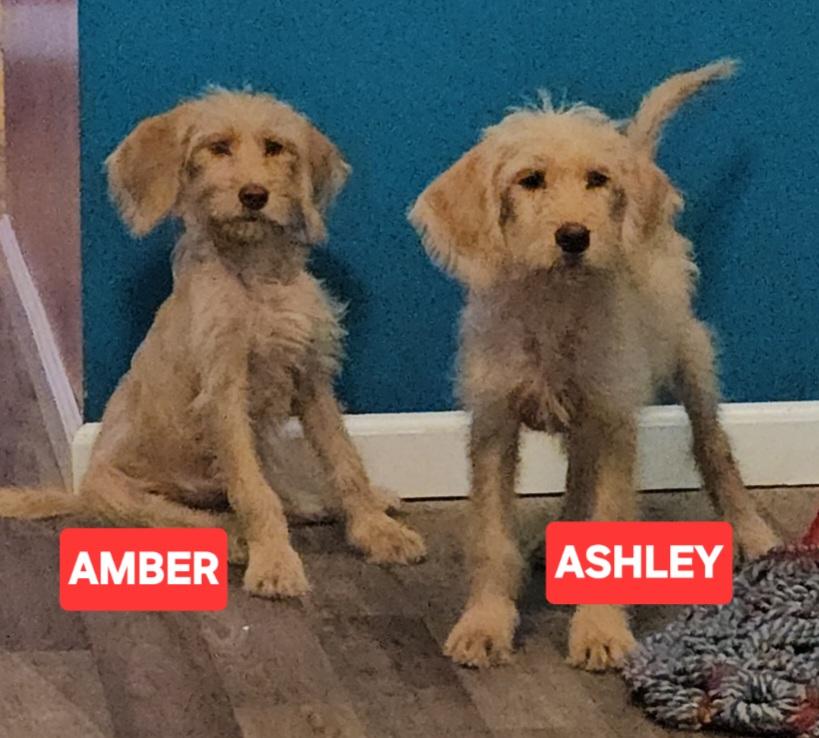 Ashley, an adoptable Goldendoodle in phenix city, AL, 36867 | Photo Image 1