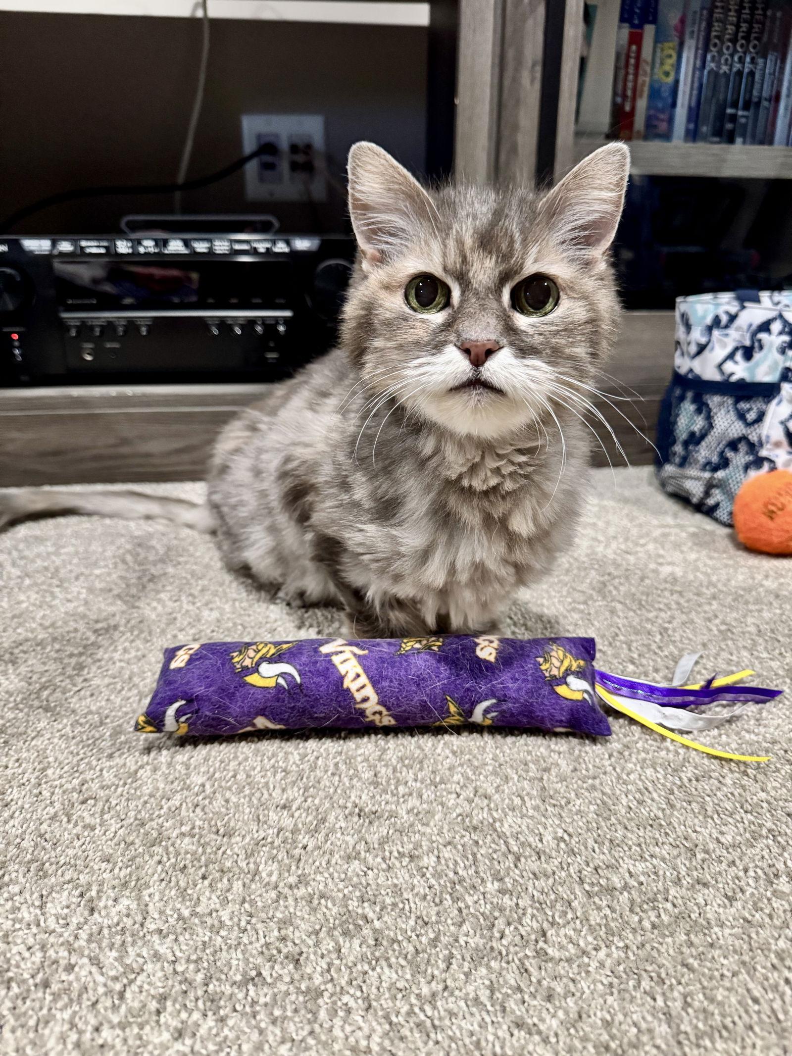 Enlarge Ellie, a Adoptable Domestic Long Hair in Princeton, MN image 1/3