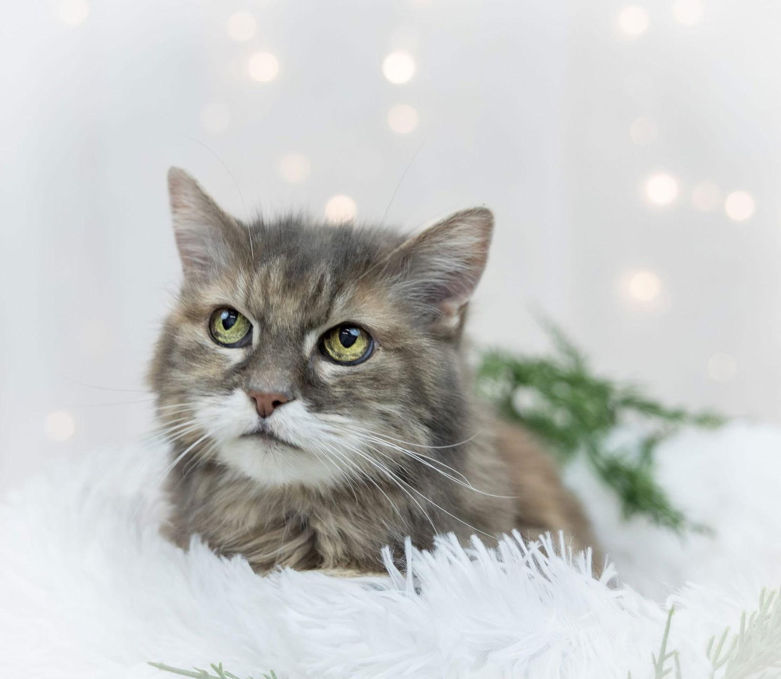 Ellie, Adoptable, Senior Female Domestic Long Hair.