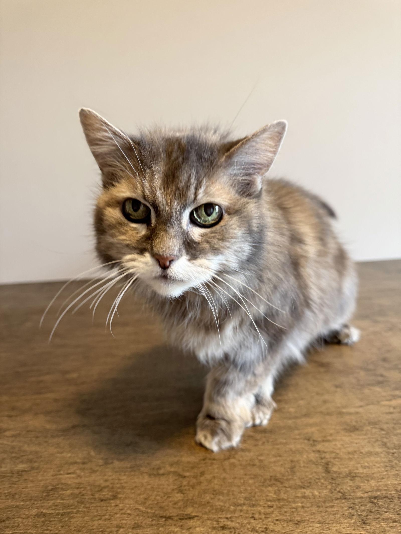 Enlarge Ellie, a Adoptable Domestic Long Hair in Princeton, MN image 2/3