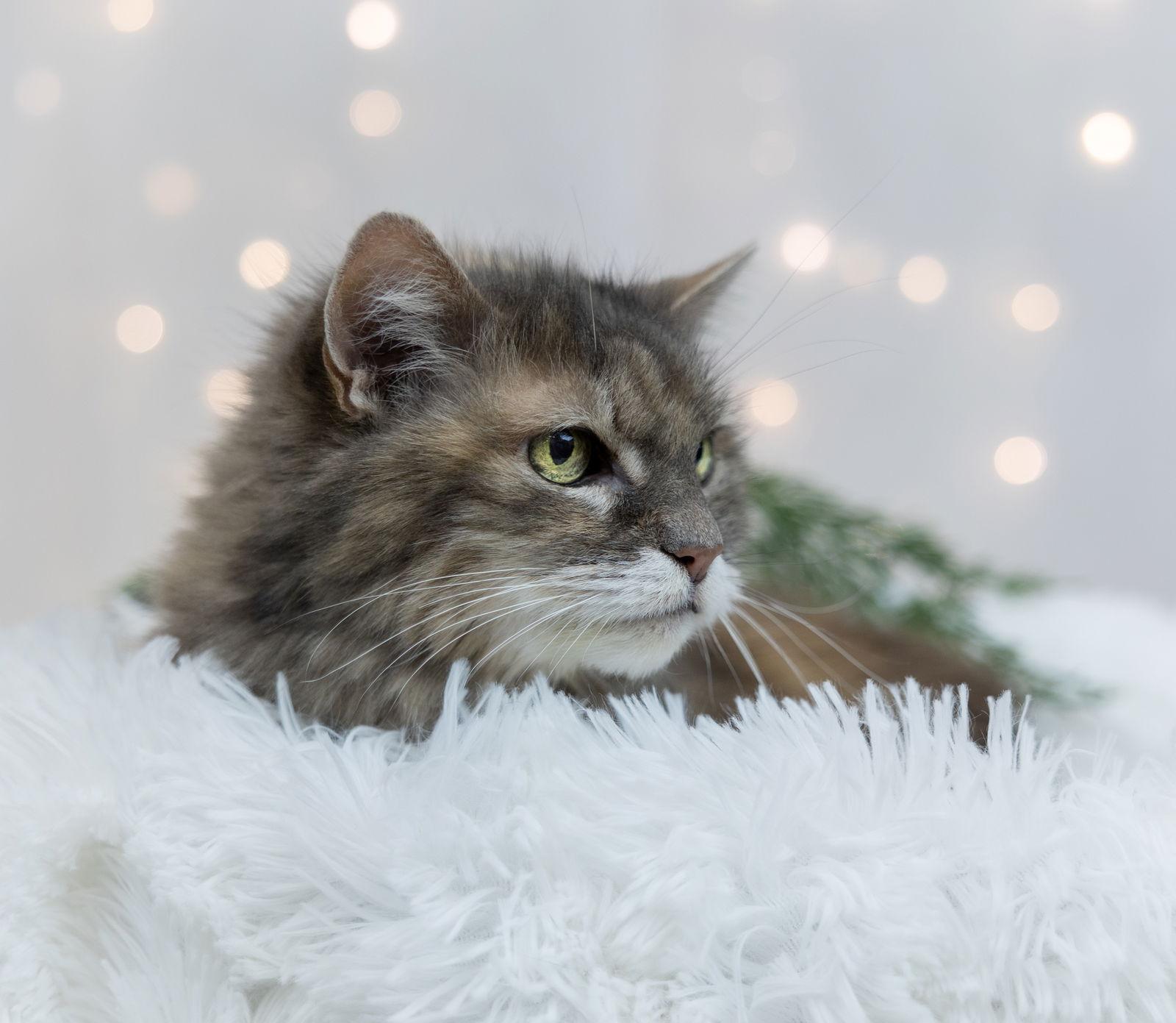 Enlarge Ellie, a Adoptable Domestic Long Hair in Princeton, MN image 2/3