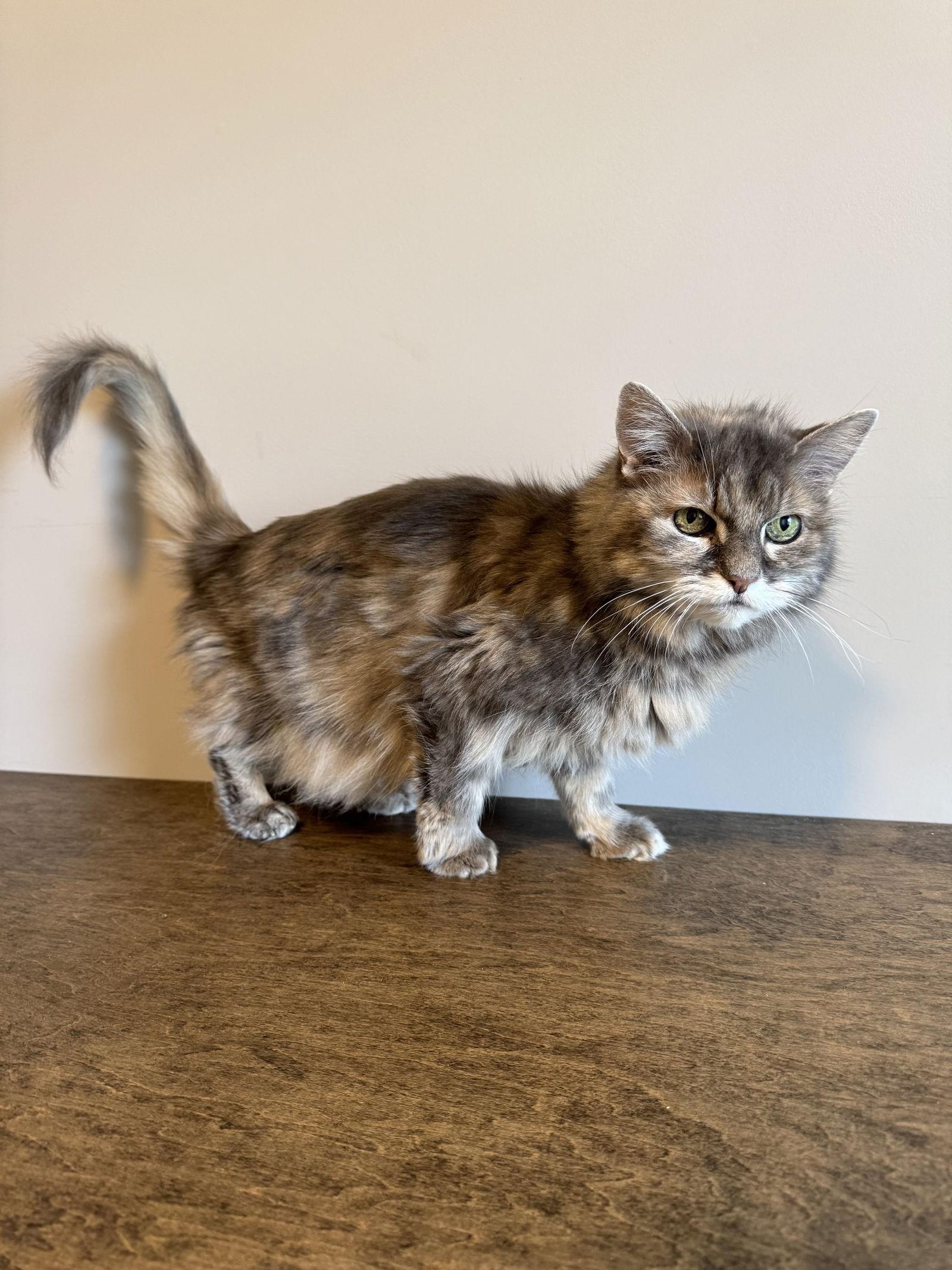 Enlarge Ellie, a Adoptable Domestic Long Hair in Princeton, MN image 3/3