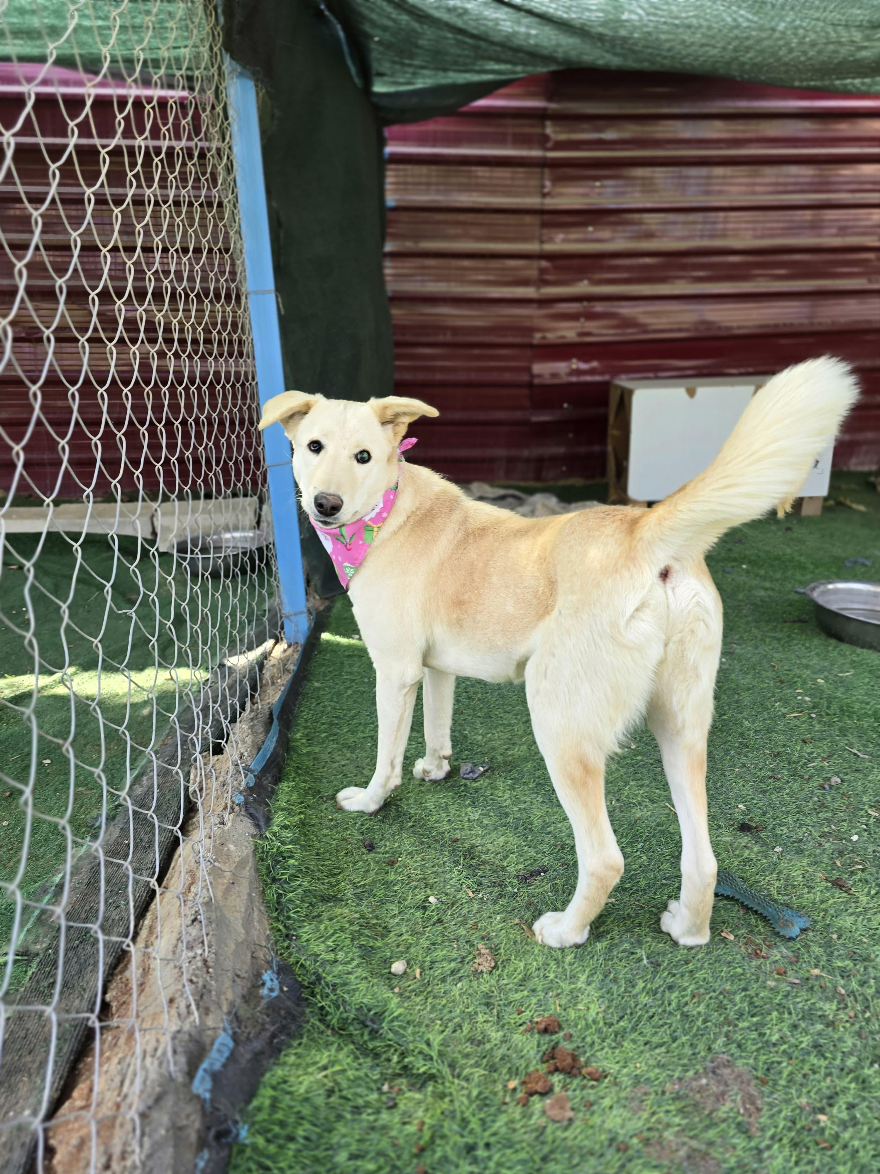 Enlarge Naya, the Joyful Pup, a Adoptable mixed breed in Somerset, NJ image 2/6
