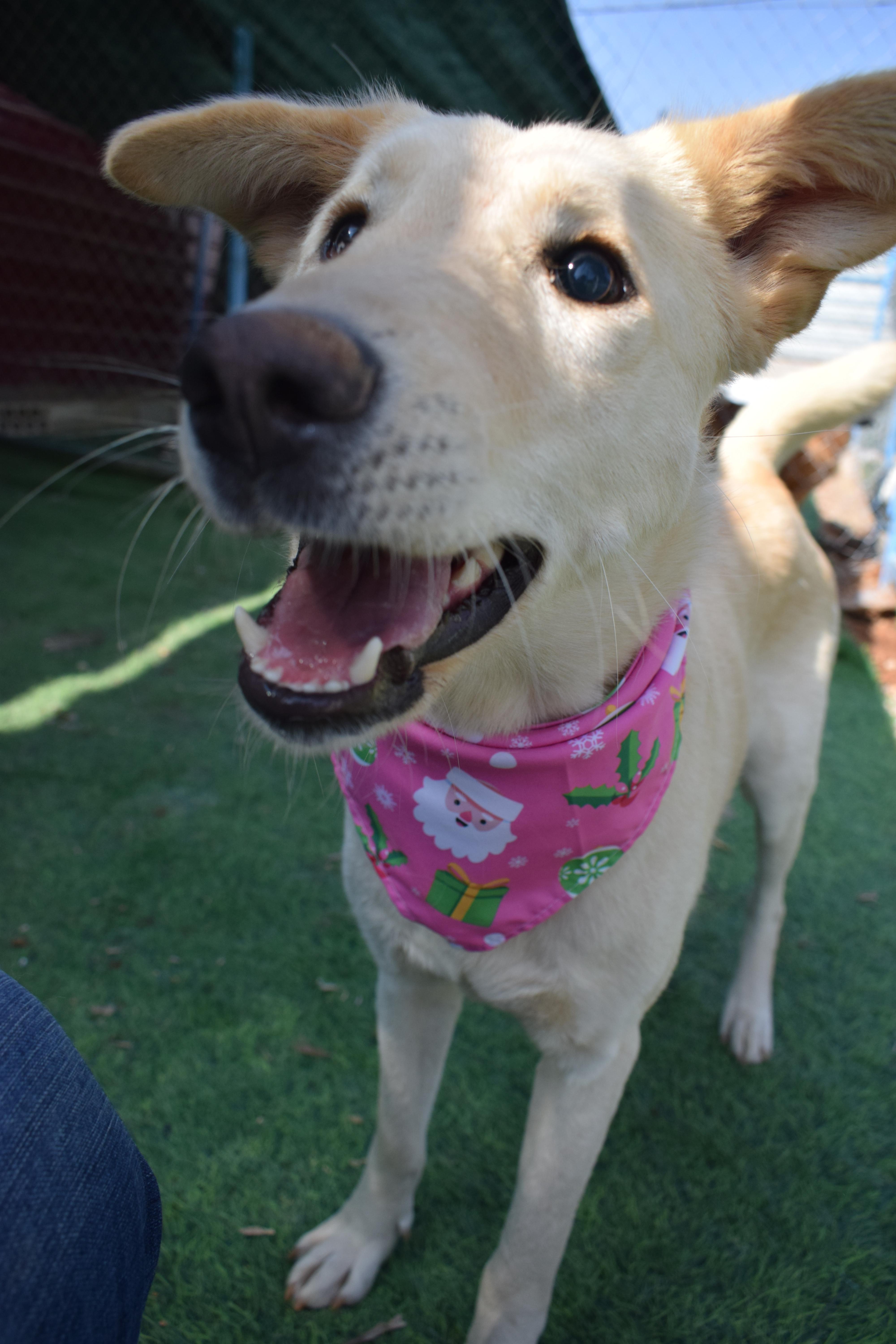 Enlarge Naya, the Joyful Pup, a Adoptable mixed breed in Somerset, NJ image 5/6