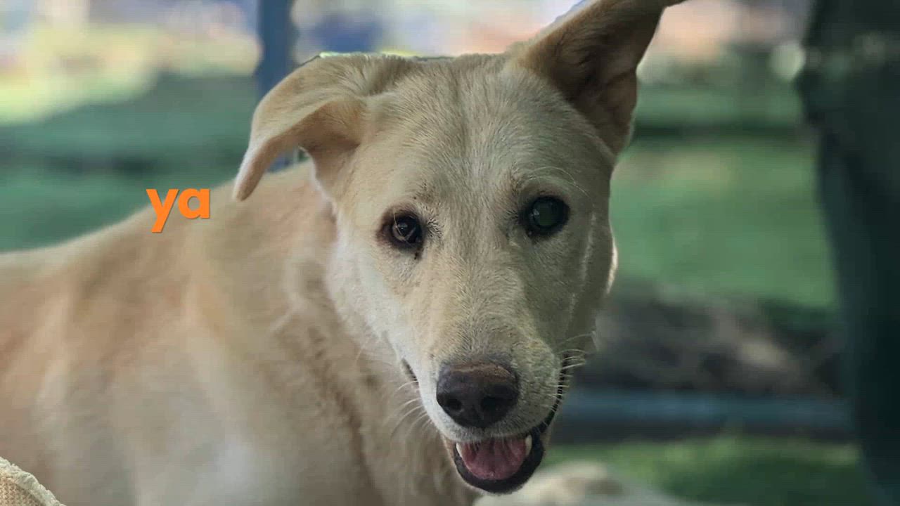 Enlarge Naya, the Joyful Pup, a Adoptable mixed breed in Somerset, NJ video 6/6