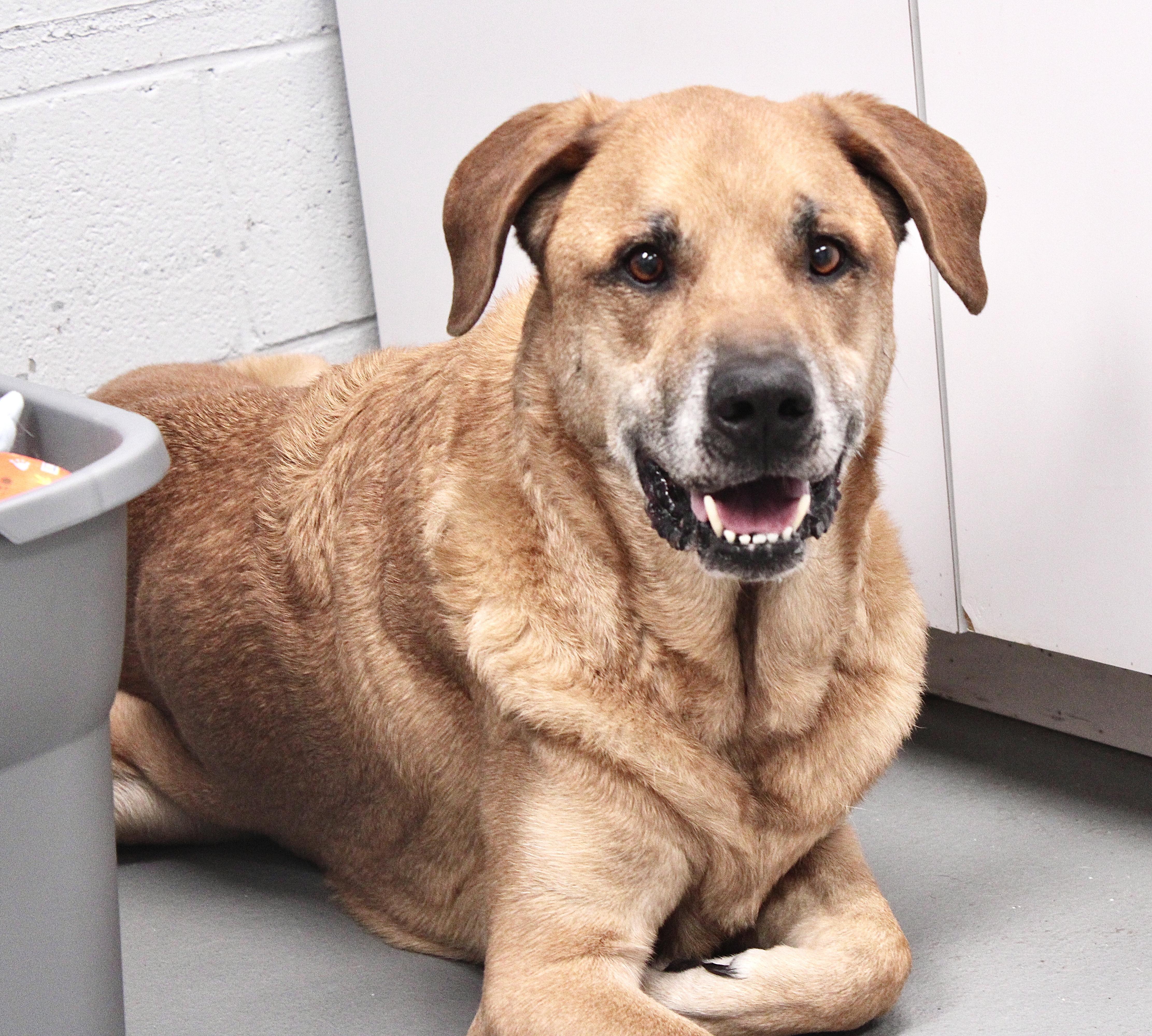 COLE, ADOPTABLE, Senior Male Great Dane.