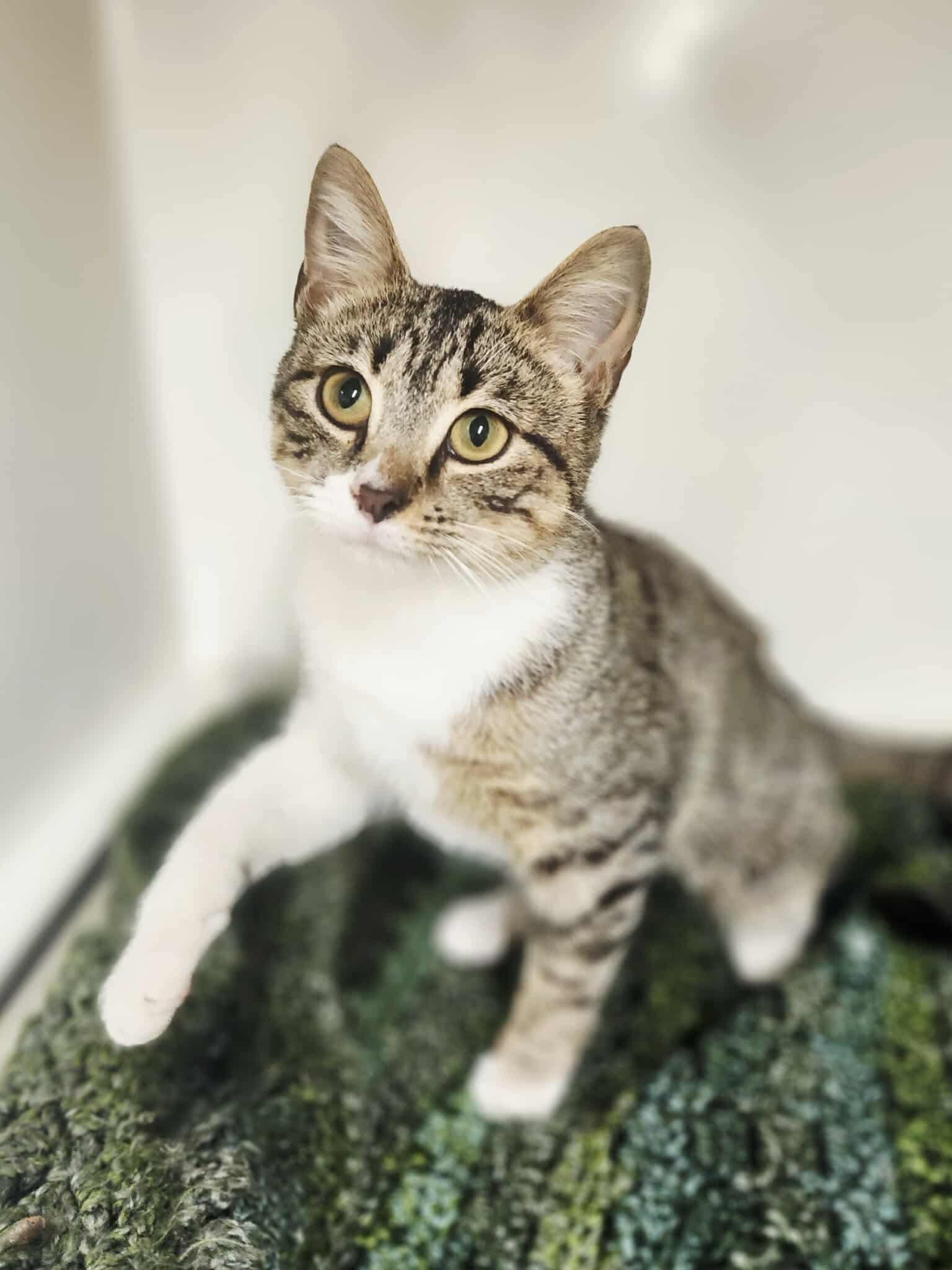 Enlarge Mishu, a Adoptable Domestic Short Hair in Social Circle, GA image 1/3