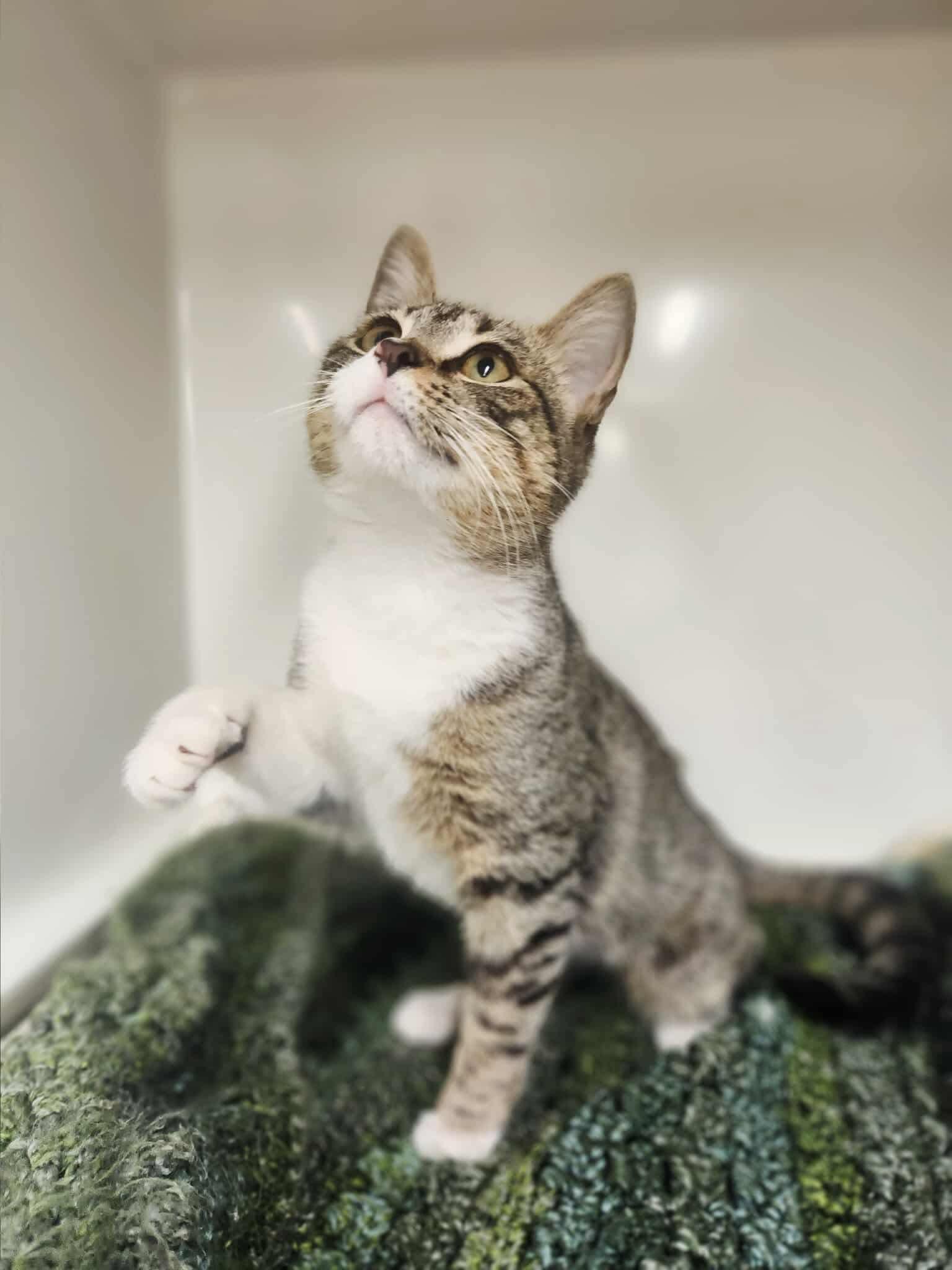 Enlarge Mishu, a Adoptable Domestic Short Hair in Social Circle, GA image 3/3