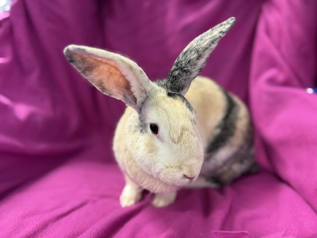 Enlarge Hope, a Adopted Harlequin in Westerville, OH image 3/5