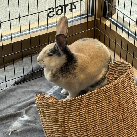 Enlarge Hope, a Adopted Harlequin in Westerville, OH image 2/5
