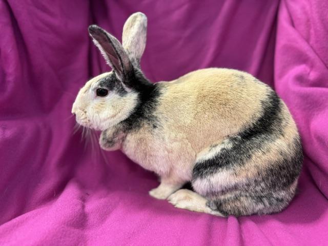 Enlarge Hope, a Adopted Harlequin in Westerville, OH image 4/5