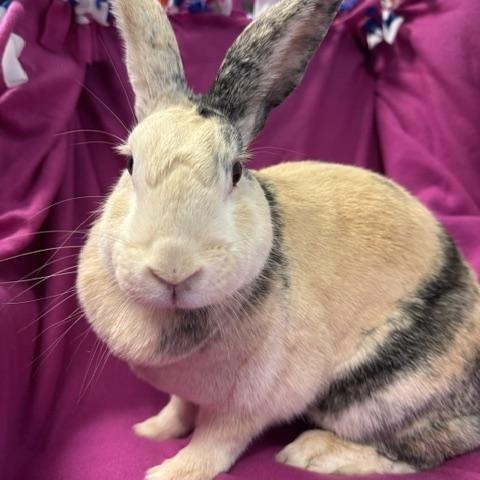 Hope, Adopted, Adult Female Harlequin.