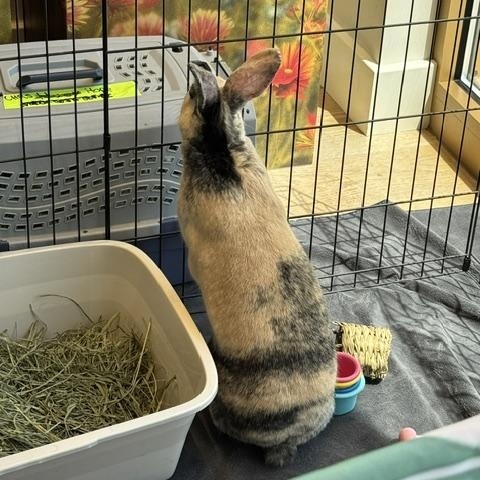 Enlarge Hope, a Adopted Harlequin in Westerville, OH image 5/5