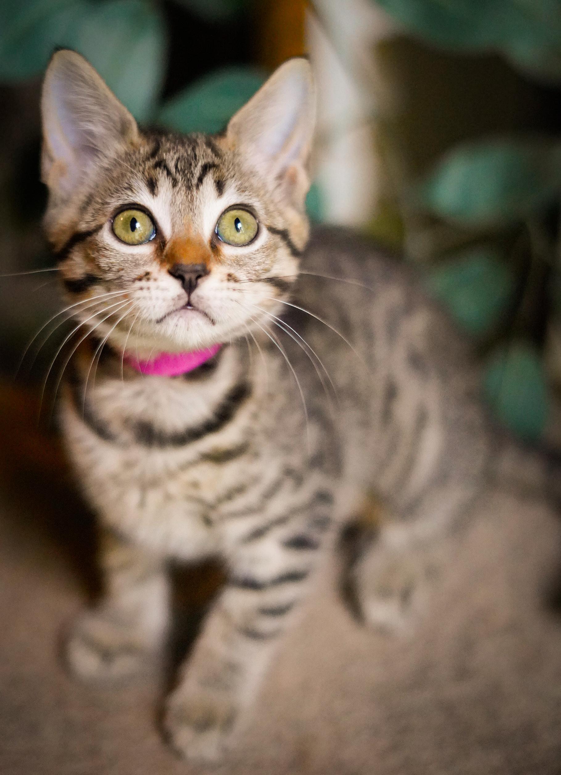 Lady Bug, Baby Female Domestic Short Hair