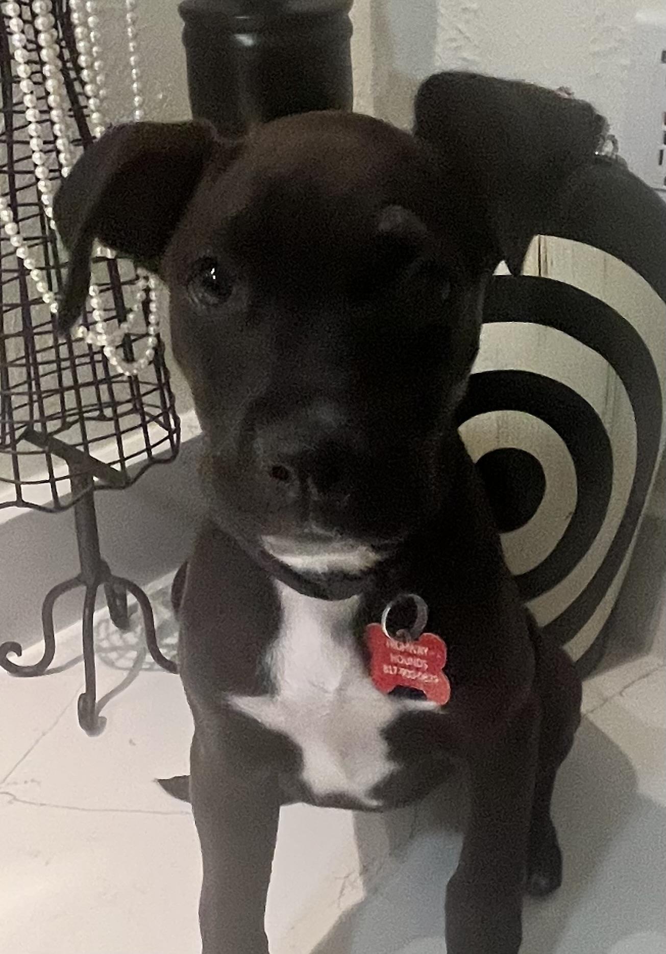 ABIGAIL, a Adoptable mixed breed in fort worth, TX image 2/3