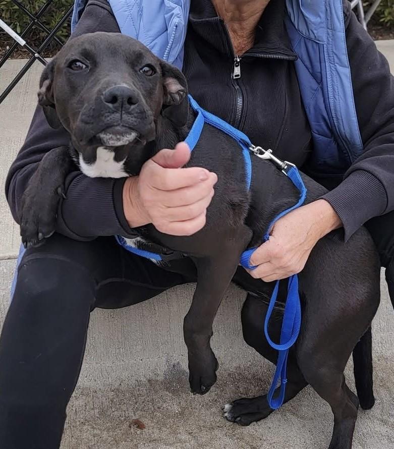 Enlarge ABIGAIL, an adoptable mixed breed in fort worth, TX image 1/5