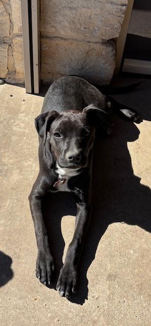 ABIGAIL, a Adoptable mixed breed in fort worth, TX image 3/3