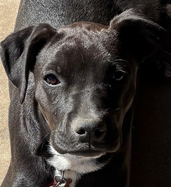 ABIGAIL, Adoptable, Puppy Female Boxer & Mixed Breed.