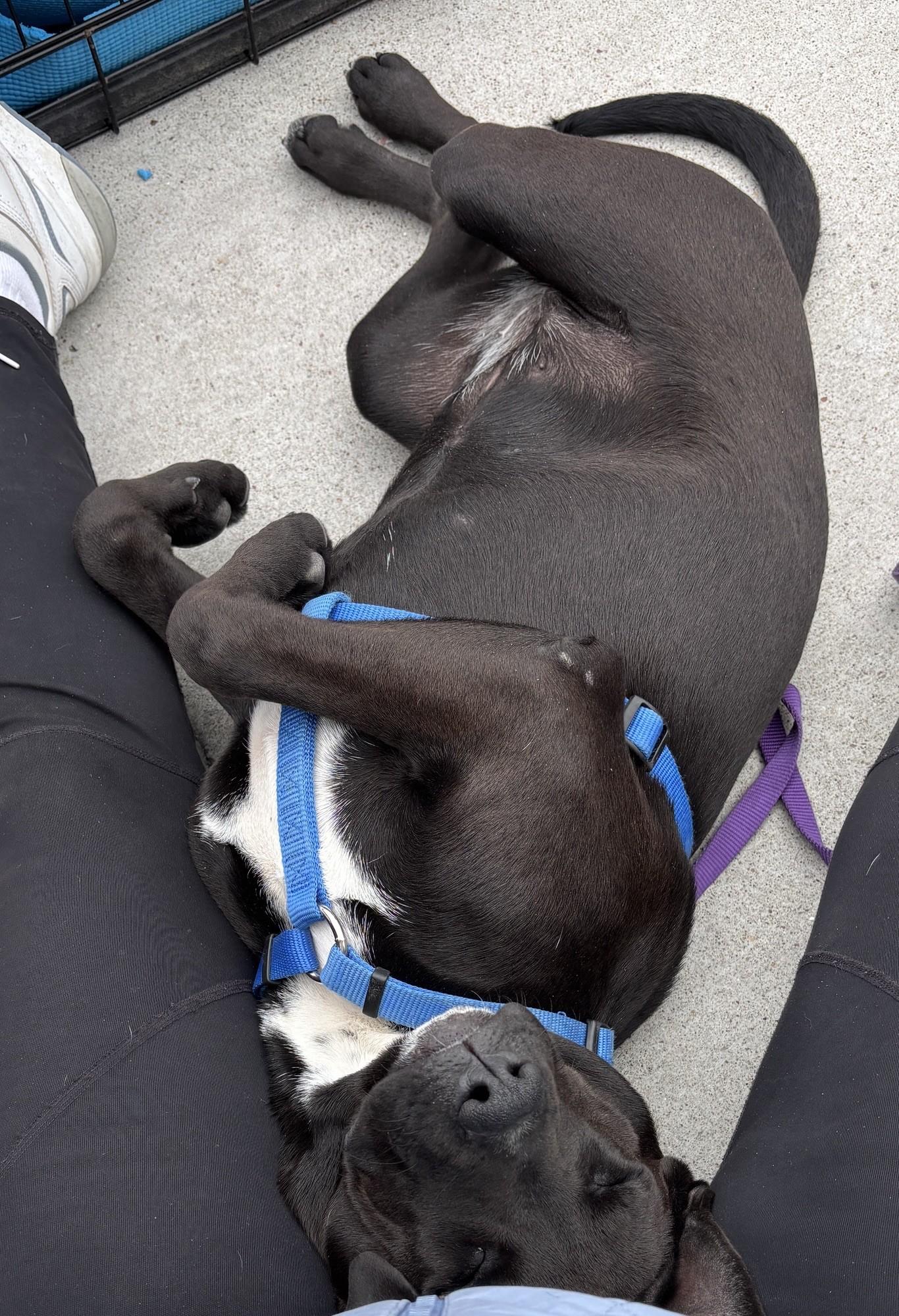 Enlarge ABIGAIL, an adoptable mixed breed in fort worth, TX image 3/5